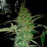 качественные семена конопли Alexandriya regular Ganja Seeds