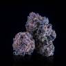 качественные семена конопли Purple Punch feminised Barneys Farm качественные семена конопли Purple Punch feminised Barneys Farm