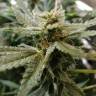 мощные семена конопли Auto Sour Diesel feminised Humboldt Seeds