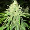 семена конопли почтой Jack la Mota feminised Medical Seeds