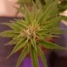 семена конопли в оригинальных упаковках Auto Alpujarrena feminised Pyramid Seeds