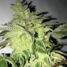 мощные семена конопли Z & Z feminised мощные семена конопли Z & Z feminised