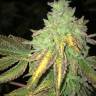 семена конопли в интернете Z & Z feminised семена конопли в интернете Z & Z feminised