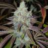 заказать семена конопли Z & Z feminised заказать семена конопли Z & Z feminised