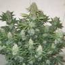 Auto Blue Mazar feminised Dutch Passion Seeds