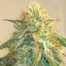 Auto Cheese feminised Breeders Community Seeds Auto Cheese feminised Breeders Community Seeds