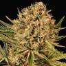 хорошие семена конопли Herz OG feminised Exotic Seed хорошие семена конопли Herz OG feminised Exotic Seed