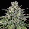 семена конопли интернет магазин Auto UK Cheese feminised Humboldt Seeds семена конопли интернет магазин Auto UK Cheese feminised Humboldt Seeds