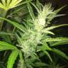 автоцветущие семена конопли Auto UK Cheese feminised Humboldt Seeds автоцветущие семена конопли Auto UK Cheese feminised Humboldt Seeds