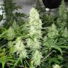 семена конопли курьером Malakoff feminised Medical Seeds семена конопли курьером Malakoff feminised Medical Seeds