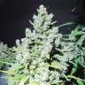 семена конопли в России Malakoff feminised Medical Seeds семена конопли в России Malakoff feminised Medical Seeds