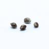 семена конопли Спб Malakoff feminised Medical Seeds семена конопли Спб Malakoff feminised Medical Seeds