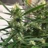 хорошие семена конопли Auto Pandora feminised Paradise Seeds
