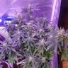 заказ семян конопли Москва Auto American Pie feminised Pyramid Seeds