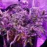 семена конопли курьером Auto American Pie feminised Pyramid Seeds