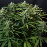 семена конопли с доставкой Bubblegum XL feminised Royal Queen
