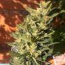 Семена марихуаны Auto Colorado Cookies feminised Ganja Seeds Семена марихуаны Auto Colorado Cookies feminised Ganja Seeds