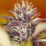 Семена марихуаны Auto Dark Purple feminised Ganja Seeds Семена марихуаны Auto Dark Purple feminised Ganja Seeds