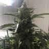 заказ семян конопли Kaia Kush feminised Green House Seeds заказ семян конопли Kaia Kush feminised Green House Seeds