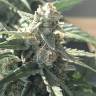 где заказать семена конопли Kaia Kush feminised Green House Seeds где заказать семена конопли Kaia Kush feminised Green House Seeds