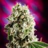 семена конопли Kaia Kush feminised Green House Seeds семена конопли Kaia Kush feminised Green House Seeds