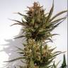 Auto Charlotte`s Angel CBD feminised Dutch Passion Seeds Auto Charlotte`s Angel CBD feminised Dutch Passion Seeds