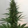 Auto Hindu Kush feminised Breeders Community Seeds Auto Hindu Kush feminised Breeders Community Seeds