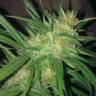 Auto Hindu Kush feminised Breeders Community Seeds Auto Hindu Kush feminised Breeders Community Seeds