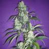 семена конопли в Москве Black Widow regular Ganja Seeds семена конопли в Москве Black Widow regular Ganja Seeds