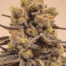 Auto Mazar regular Ganja Seeds Auto Mazar regular Ganja Seeds