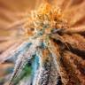 качественные семена конопли Amherst Sour Diesel feminised Humboldt Seeds качественные семена конопли Amherst Sour Diesel feminised Humboldt Seeds
