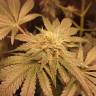 урожайные семена конопли Amherst Sour Diesel feminised Humboldt Seeds урожайные семена конопли Amherst Sour Diesel feminised Humboldt Seeds