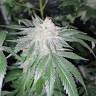 семена конопли недорого Amherst Sour Diesel feminised Humboldt Seeds семена конопли недорого Amherst Sour Diesel feminised Humboldt Seeds