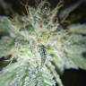 купить семена конопли Amherst Sour Diesel feminised Humboldt Seeds купить семена конопли Amherst Sour Diesel feminised Humboldt Seeds