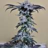 семена конопли Amherst Sour Diesel feminised Humboldt Seeds семена конопли Amherst Sour Diesel feminised Humboldt Seeds