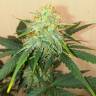 семена конопли почтой Auto Amnesia Gold feminised Pyramid Seeds семена конопли почтой Auto Amnesia Gold feminised Pyramid Seeds