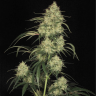 Семена Atomical Haze feminised Ganja Seeds Семена Atomical Haze feminised Ganja Seeds