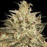 Купить семена Atomical Haze feminised Ganja Seeds Купить семена Atomical Haze feminised Ganja Seeds