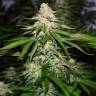 Auto Vertigo feminised Ganja Seeds Auto Vertigo feminised Ganja Seeds