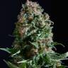 Auto Vertigo feminised Ganja Seeds Auto Vertigo feminised Ganja Seeds