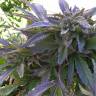 семена конопли почтой Pure Kush feminised Green House Seeds