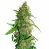 Auto Compassion Lime CBD feminised Dutch Passion Seeds Auto Compassion Lime CBD feminised Dutch Passion Seeds