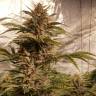 Auto Compassion Lime CBD feminised Dutch Passion Seeds Auto Compassion Lime CBD feminised Dutch Passion Seeds