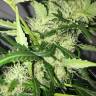 Auto Mazar feminised Breeders Community Seeds Auto Mazar feminised Breeders Community Seeds