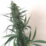 Auto Mazar feminised Breeders Community Seeds Auto Mazar feminised Breeders Community Seeds