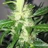 Auto Mazar feminised Breeders Community Seeds Auto Mazar feminised Breeders Community Seeds