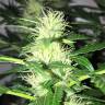 Auto Mazar feminised Breeders Community Seeds Auto Mazar feminised Breeders Community Seeds