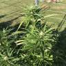 где заказать семена конопли Red Dragon feminised Barneys Farm где заказать семена конопли Red Dragon feminised Barneys Farm