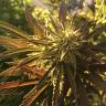 семена конопли Red Dragon feminised Barneys Farm семена конопли Red Dragon feminised Barneys Farm