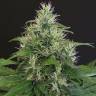 заказ семян конопли Спб Lemon Candy feminised Exotic Seed заказ семян конопли Спб Lemon Candy feminised Exotic Seed